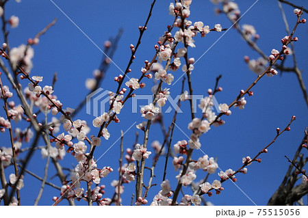 アンズの花 アンズの花 75515056