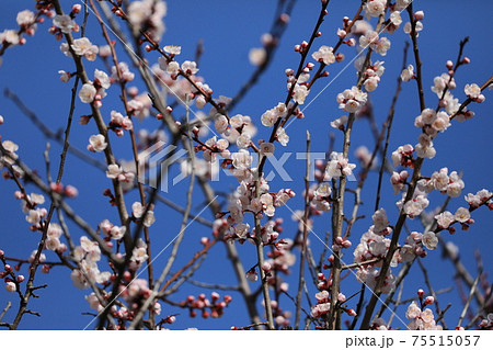 アンズの花 アンズの花 75515057