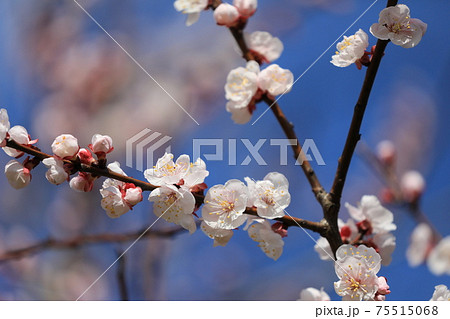 アンズの花 アンズの花 75515068