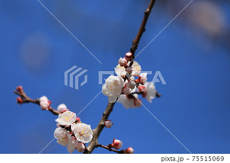 アンズの花 75515069