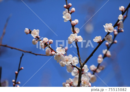 アンズの花 アンズの花 75515082