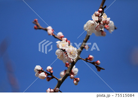 アンズの花 アンズの花 75515084