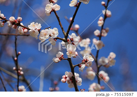 アンズの花 アンズの花 75515097