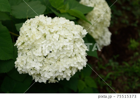 6月梅雨 初夏 アナベル Hydrangea 6月梅雨 初夏 アナベル Hydrangea 75515373