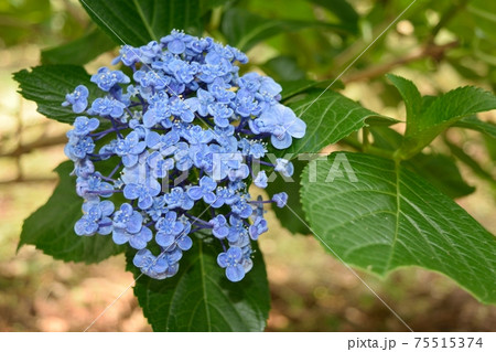 6月アジサイ ダンスパーティー 青紫の花アップの写真素材