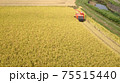 黄金色の田んぼと赤いコンバインと稲刈り 75515440
