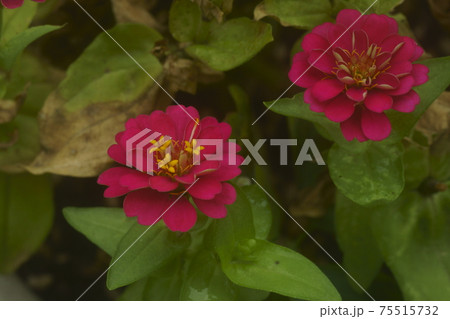 ヒャクニチソウ 75515732