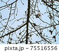 神田明神の桜開花。 神田明神の桜開花。 75516556