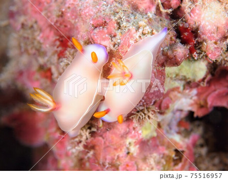 奄美大島のゾウゲイロウミウシのペア　交接シーン　その④ 75516957