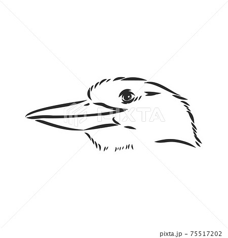 black outlined kookaburra bird-vector drawing, kookaburra vector sketch illustration on white background 75517202