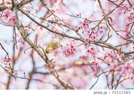 逆さまになって桜の花の蜜を探す1羽のメジロ 75517265