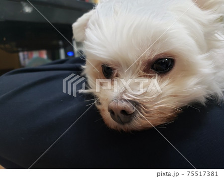 マルチーズのマコです。おやつをもらえず、ちょっと拗ねてます。 マルチーズのマコです。おやつをもらえず、ちょっと拗ねてます。 75517381
