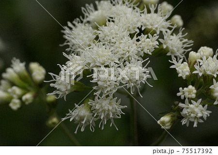 マルバフジバカマ 丸葉藤袴 の小さな白い花をクローズアップするととても綺麗の写真素材