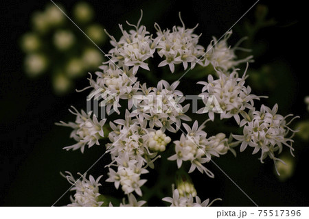 マルバフジバカマ 丸葉藤袴 の小さな白い花をクローズアップするととても綺麗の写真素材