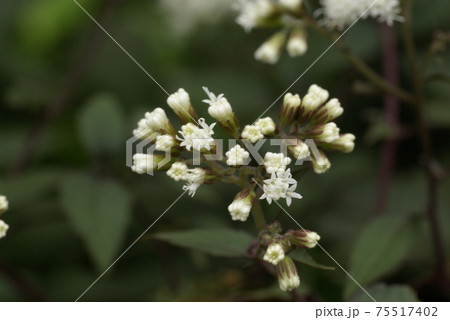 マルバフジバカマ 丸葉藤袴 の小さな白い花をクローズアップするととても綺麗の写真素材