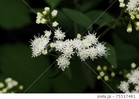 マルバフジバカマ 丸葉藤袴 の小さな白い花をクローズアップするととても綺麗の写真素材