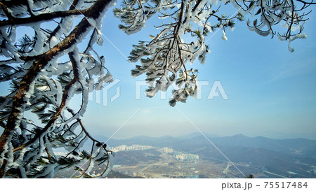 松 雪景色 冬 75517484