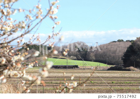 真岡鐵道「早春の風景を走るSLもおか号」 真岡鐵道「早春の風景を走るSLもおか号」 75517492