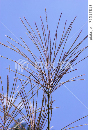 ススキの穂が風に揺れ、秋晴れの空に良く映える ススキの穂が風に揺れ、秋晴れの空に良く映える 75517813