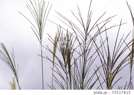 ススキの穂が風に揺れ、秋晴れの空に良く映える ススキの穂が風に揺れ、秋晴れの空に良く映える 75517815