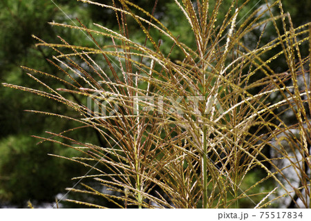 ススキの穂が風に揺れ、秋晴れの空に良く映える 75517834