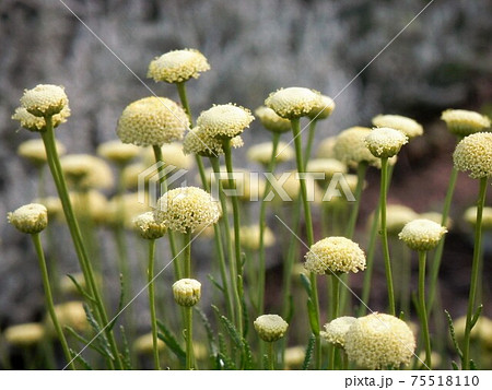 サントリナグリーン 75518110