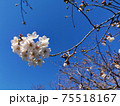 青空と桜 青空と桜 75518167
