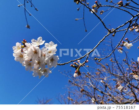 青空と桜 青空と桜 75518167