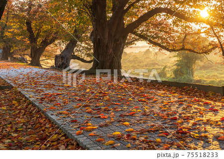 京都府八幡市背割り堤の桜の紅葉を撮影 京都府八幡市背割り堤の桜の紅葉を撮影 75518233