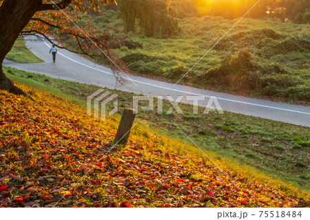 京都府八幡市背割り堤の桜の紅葉を撮影 75518484