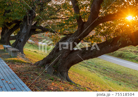 京都府八幡市背割り堤の桜の紅葉を撮影 75518504