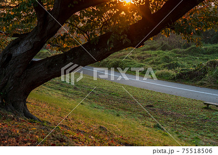 京都府八幡市背割り堤の桜の紅葉を撮影 75518506