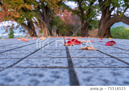 京都府八幡市背割り堤の桜の紅葉を撮影 京都府八幡市背割り堤の桜の紅葉を撮影 75518525