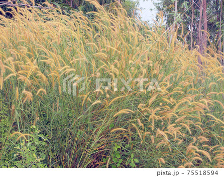 grassland background 75518594