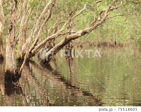Mangrove forest and shadow tree Mangrove forest and shadow tree 75518605