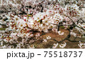 馬事公苑の桜 馬事公苑の桜 75518737