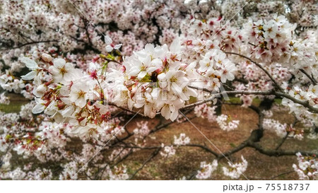 馬事公苑の桜 馬事公苑の桜 75518737