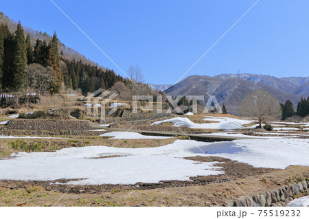 早春の白馬村青鬼　雪どけの棚田 75519232