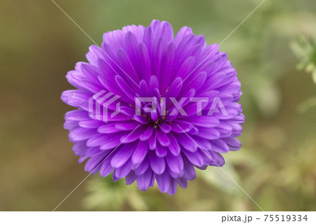 紫の小菊（コギク）の花が気品があって美しい 75519334