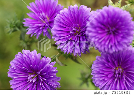 紫の小菊（コギク）の花が気品があって美しい 75519335
