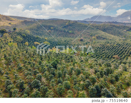 Aerial drone view of a green coffee field in Vietnam 75519640