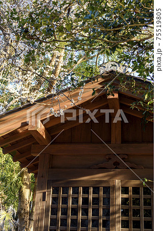里山に咲く白梅の花と神社 里山に咲く白梅の花と神社 75519805
