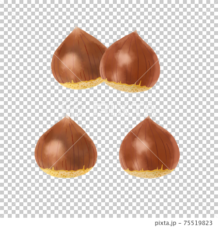 リアルな栗のイラストセットのイラスト素材