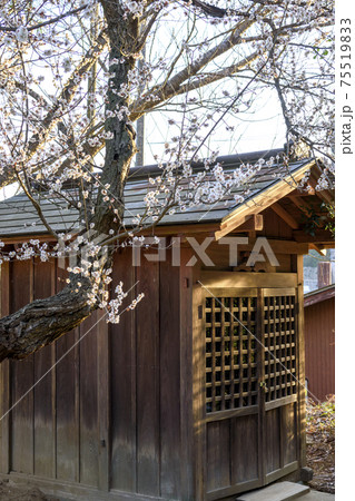里山に咲く白梅の花と神社 75519833