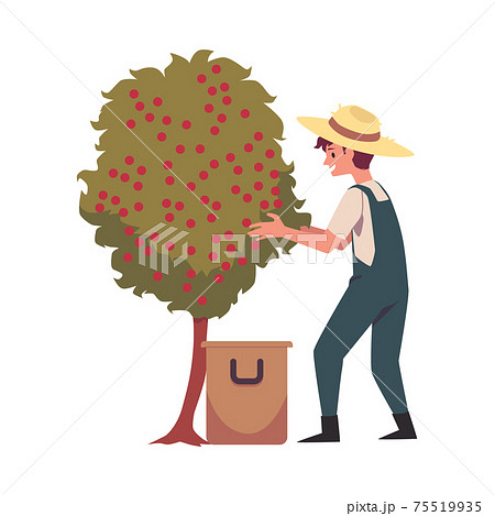 Farmer harvesting coffee beans from tree flat vector illustration isolated. 75519935