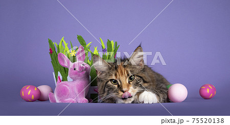 Cat in Eastern setting on purple balckground 75520138