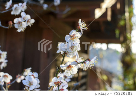 里山に咲く白梅の花と神社 里山に咲く白梅の花と神社 75520285
