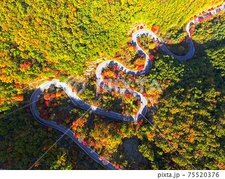 秋 紅葉 道路 75520376