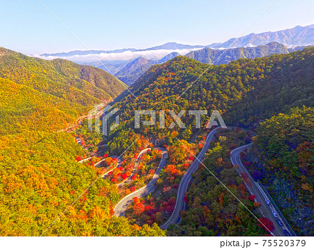 秋 紅葉 道路 75520379
