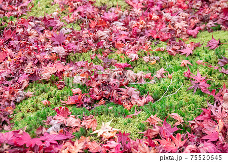 赤の紅葉と緑の苔のコントラストが美しい地面の写真素材
